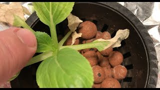 Can this plant be saved?