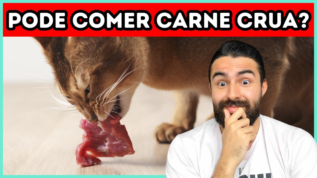 Os gatos podem comer carne crua?