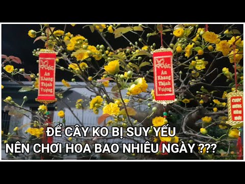 🔴 QBS2299 - NÊN CHƠI HOA MAI BAO NHIÊU NGÀY ĐỂ CÂY KHÔNG BỊ SUY |MAI MIỀN BẮC NỞ ĐƯỢC BAO NHIÊU NGÀY