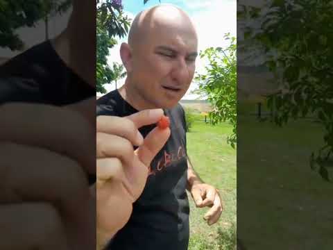 Cidade no interior de São Paulo. #interior #roça #gaviaopeixoto