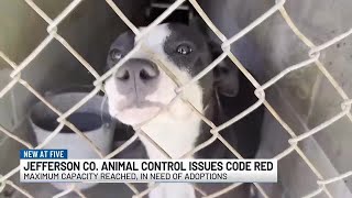 ‘A very dire situation’: Jefferson County Animal Control encourages adoptions amid Code Red statu...