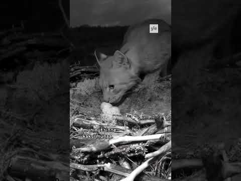 Ilves kiipesi sääksenpesään