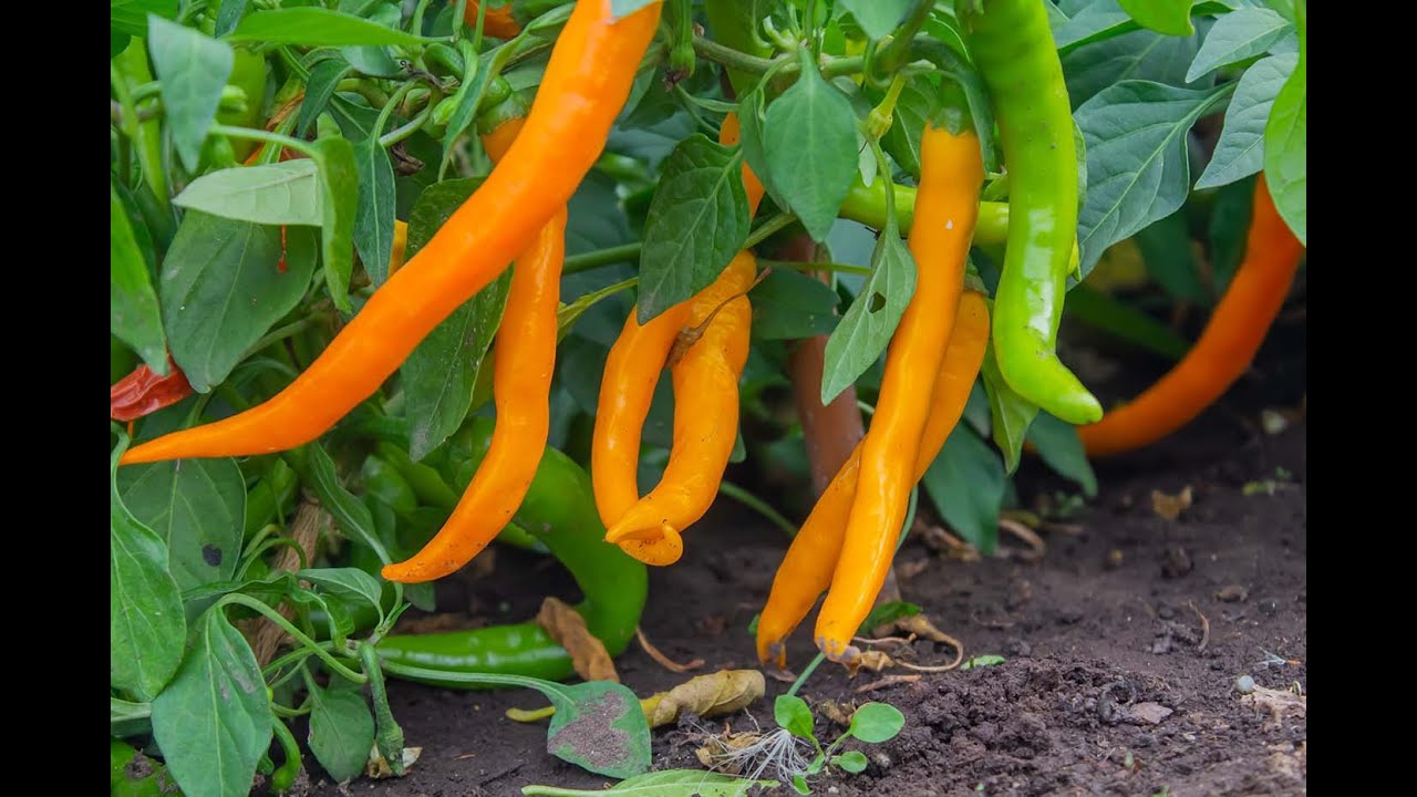 Перец саламандра желтый. Сорт перца саламандра. Сорт перца саламандра. Перец саламандра. Перец острый саламандра.