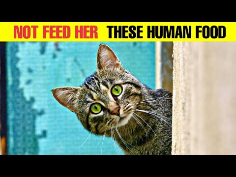 8 human foods should never feed your cat