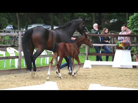 Hengstfohlen von Friedrich der Große x Dancier