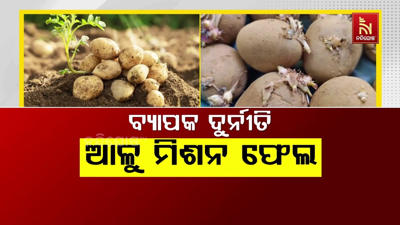 ବ୍ୟାପକ ଦୁର୍ନୀତି – ଆଳୁ ମିଶନ ଫେଲ | Nandighosha TV