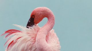 Rustie - Attak (feat. Danny Brown)