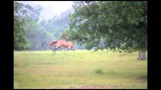 preview picture of video 'Buckskin Running in Pasture'