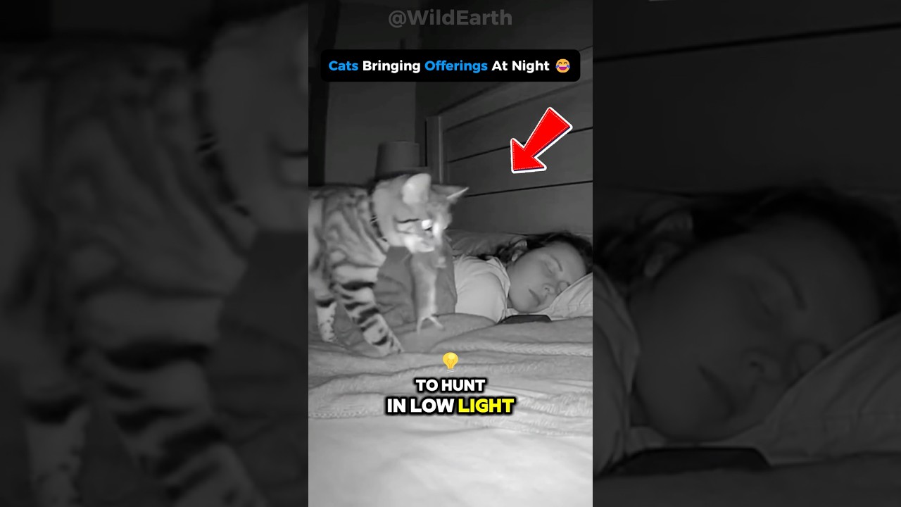 😳 Cats HEAR What You CAN’T