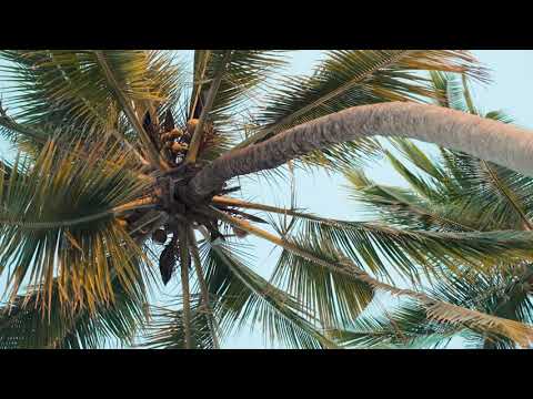 DEVILMAN TYO - HAVANA 🌴