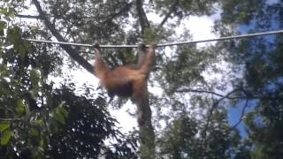 preview picture of video 'Bornean Orangutans'