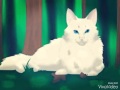Коты-Воители.Белогривка. 