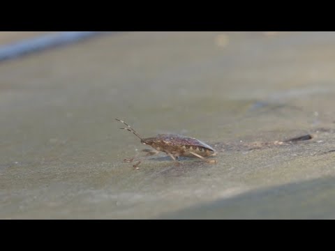 Smrdibube kućne napasti