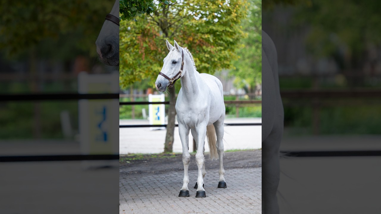 Maserati Quality (CARTHAGO x CORIANO) video 3