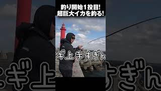 釣り開始1投目から巨大クブシミを釣り上げる