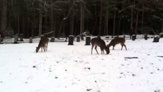 preview picture of video 'DEER AT PRIMITIVE BAPTIST CHURCH'