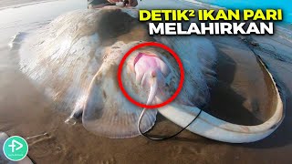 Download lagu Jarang Terekspos! Ternyata Gini Cara Unik Hewan Melahirkan mp3