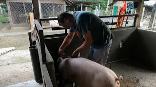 How To - Weighing a Pig Without a Scale