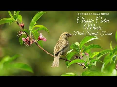 10 hours of Relaxing classical music and forest birds sound
