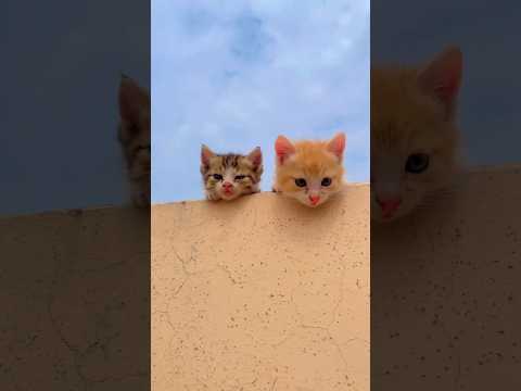 Cute babies || 🥰😻💝