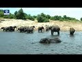 Efforts Being Made To Protect African Elephant Against Extinction Pt 2 Earth File