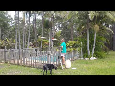 Frankie the King parrot