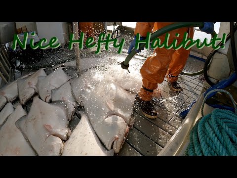 Hauling a Nice Set of Halibut! | Longlining in Alaska