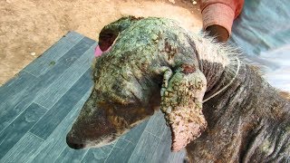 Sad little puppy with mange in need of urgent help rescued