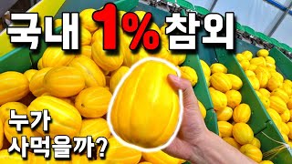 대한민국 1%만 맛볼 수 있다는 참외,  백화점에서 찾을 수 없는 이유는? [친환경 참외 농사] 참외농사 3…