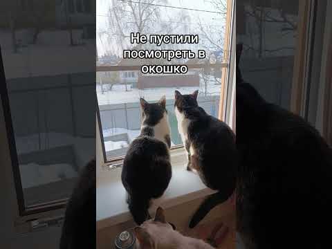 #funny #cat #веселыекоты #липецк #прикольныекоты #chat #красиваякошка #топ