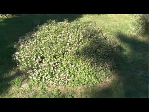 Spiraea japonica Little Princess - tuja.hu