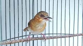 Download lagu Pelanduk bukit GACOR memanggil lawan mp3