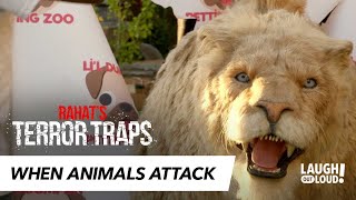 Mountain Lion Puppy-Caretaker Attack | Rahat&#39;s Terror Traps