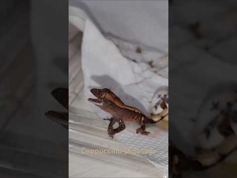 ゲッコー ヤモリ