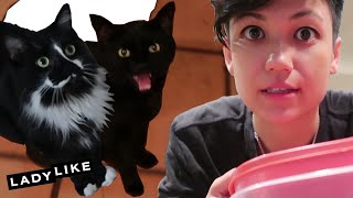 Dog Lover Housesits Cats For The First Time • Jen And Devin