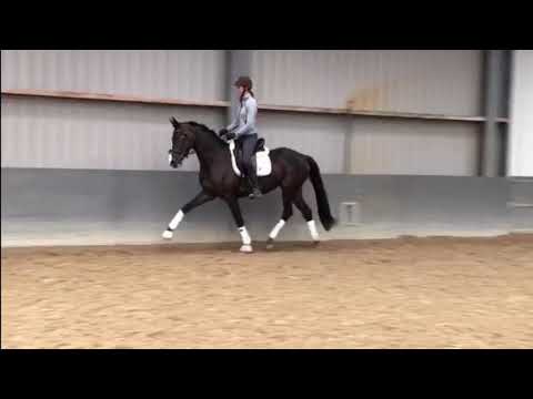 Kyara (v. Bacardi II VDL) SOLD