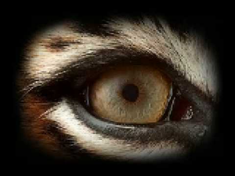 Survivor - Eye of the Tiger + lyrics music video
