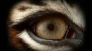 Survivor - Eye of the Tiger + lyrics music video