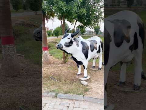 who is good wait for end cow 🐮😂 shorts video