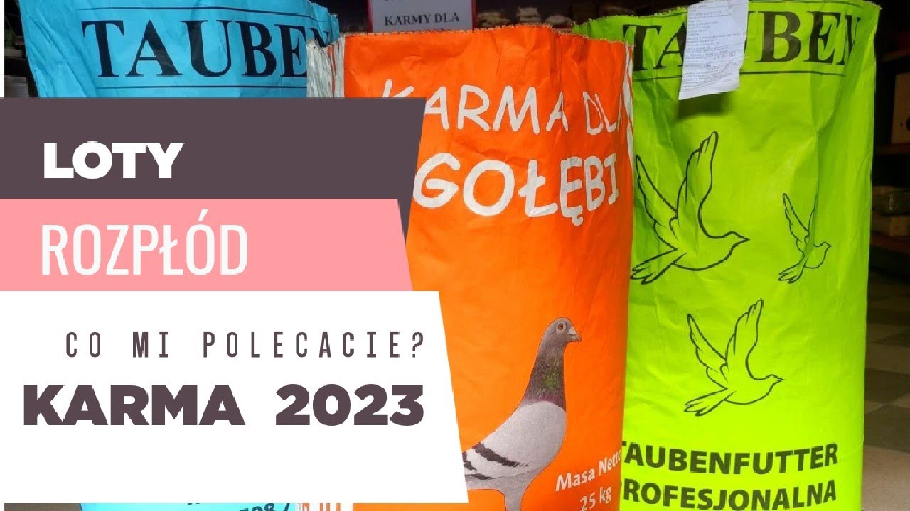 Watch GOŁĘBIE POCZTOWE -CO POLECACIE (KARMA).. now GOŁĘBIE POCZTOWE -CO POLECACIE (KARMA)..