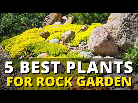 5 Best Plant for Rock Garden 🪨 🏡 Landscaping Ideas for Your Garden 🌼🌻