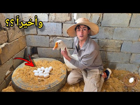 وأخيراً ولادة الكلبة لوسي 😍 العمل في المزرعة من جديد !! مشروع البيض 🥚