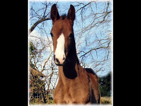Escolar x Fürstenball "Elfer-Rat" Hengst/colt born 02.23 (Brentina-Dam-Line)