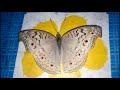 My Pet Butterfly Butterflies As Friends