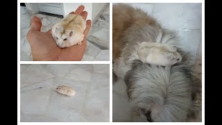 Download lagu 三线布丁仓鼠放风 winter white hamster mp3