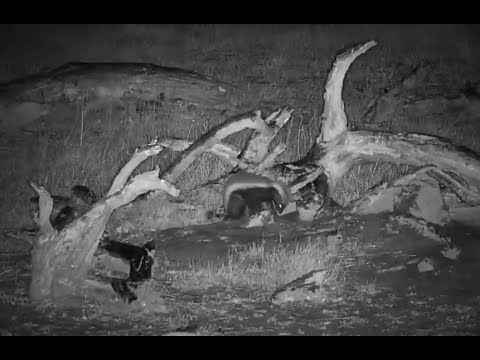 Honey Badger (zoom) short version