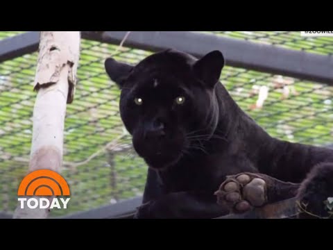 Jaguar Attacks Woman Who Jumped Zoo Barrier For Selfie | TODAY