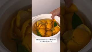 Orange peel fertilizer #shorts #plantingtips