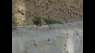 Praying mantis attacking a rolly polly