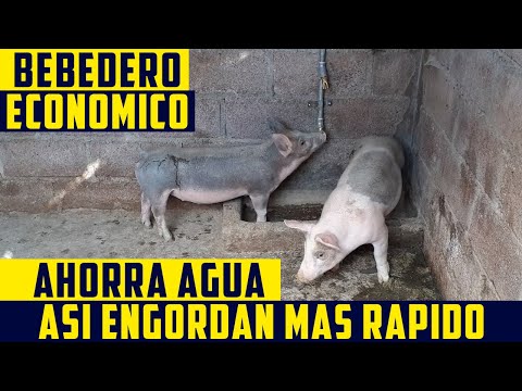 , title : 'Como Hacer un Bebedero Para Cerdos'